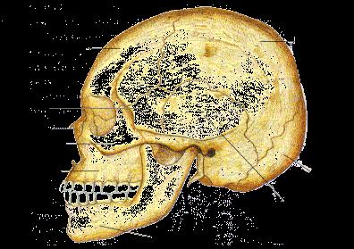 Nessa região existem os ossos frontal, parietal, temporal e esfenoide.