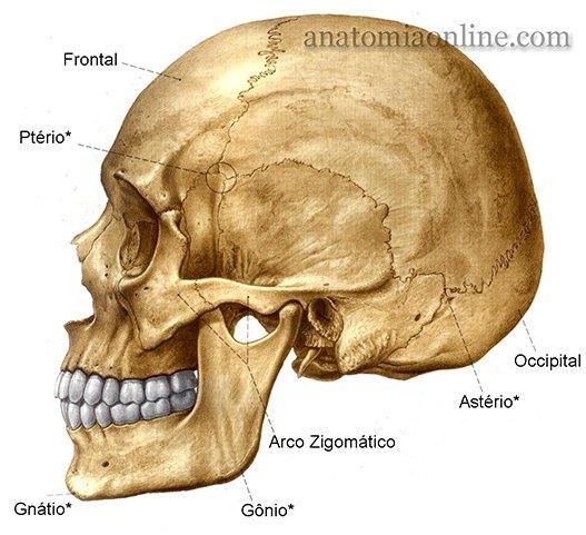 superior do crânio, os ossos temporais formam a região lateral do crânio é onde se origina o processo zigomático, fossa mandibular, processo