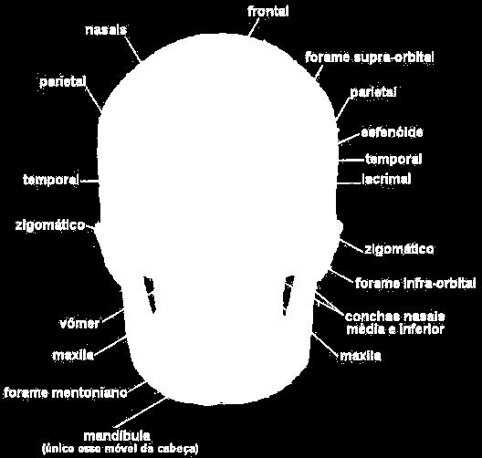 2.3.1.2 Face É composta basicamente de vários ossos fundidos e o único osso móvel da cabeça, a mandíbula responsável pela mastigação.