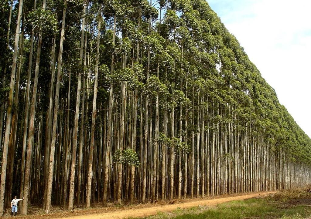 Um alqueire (2,42 hectares) de eucaliptos, com o manejo certo, rende em torno de 800 a 1000 toneladas de madeira em