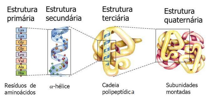 Funções das proteínas Regulação hormonal Função enzimática