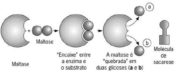 Cada enzima age sobre um tipo de substrato
