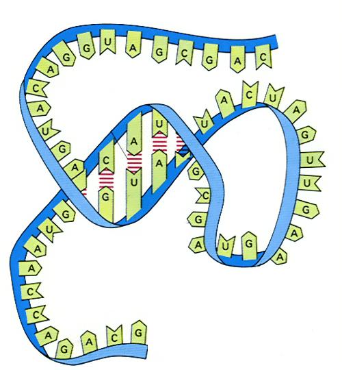 RNA Está envolvido em decifrar a informação do DNA e carregar sua instrução.