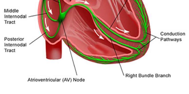 básicos Nódulo auriculoventricular Atraso da condução Controlo da frequência cardíaca