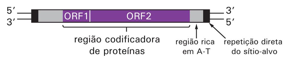 11 No genoma humano há cerca de 850 mil cópias do elemento L1 e há evidências de que a mobilização recente desse elemento seria a responsável por algumas mutações relacionadas a doenças hereditárias,