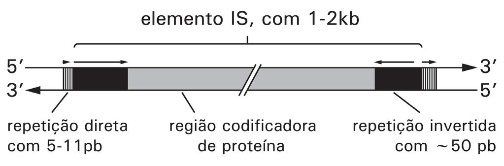 9 2.1.2. Transposons Figura 4. Representação esquemática de um elemento IS. A região central (segmento negro) codifica enzimas necessárias à transposição.