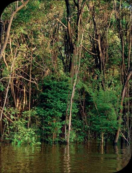 FERNANDA PRETO / FOLHA IMAGEM Principais tipos de clima Clima equatorial ocorre nas regiões próximas ao equador (baixas latitudes)