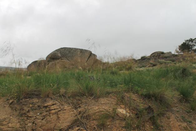 definir as espécies vegetais para plantação dos espaços verdes de enquadramento.