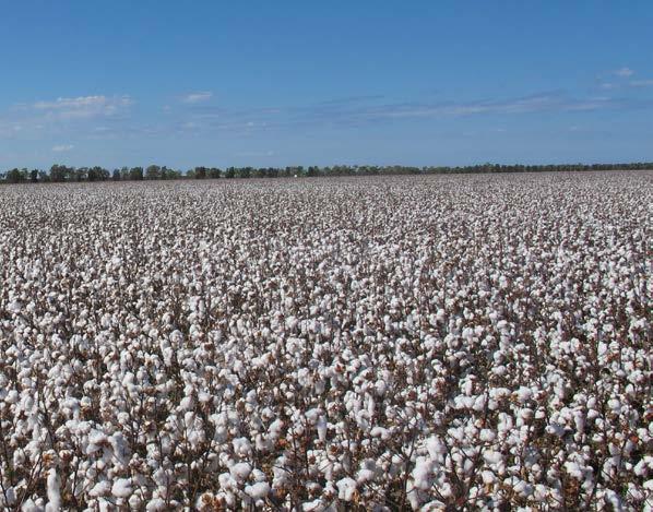 Recomendações dos obtentores BAYER. BayerCropScience LP. Alejandra L. Scott.