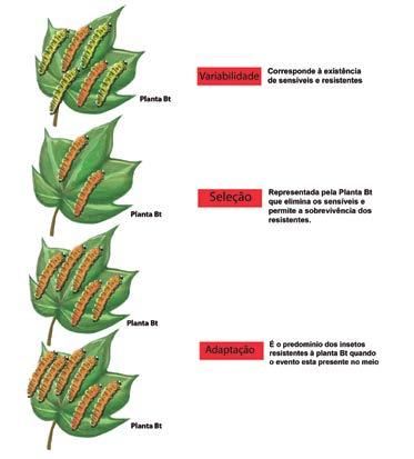 população normal (sensível: ou ) da mesma espécie. É uma característica hereditária que está presente nas populações dos insetos que já estão no campo.