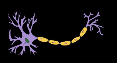 Bainha de mielina : conjunto de células que envolvem o axônio.