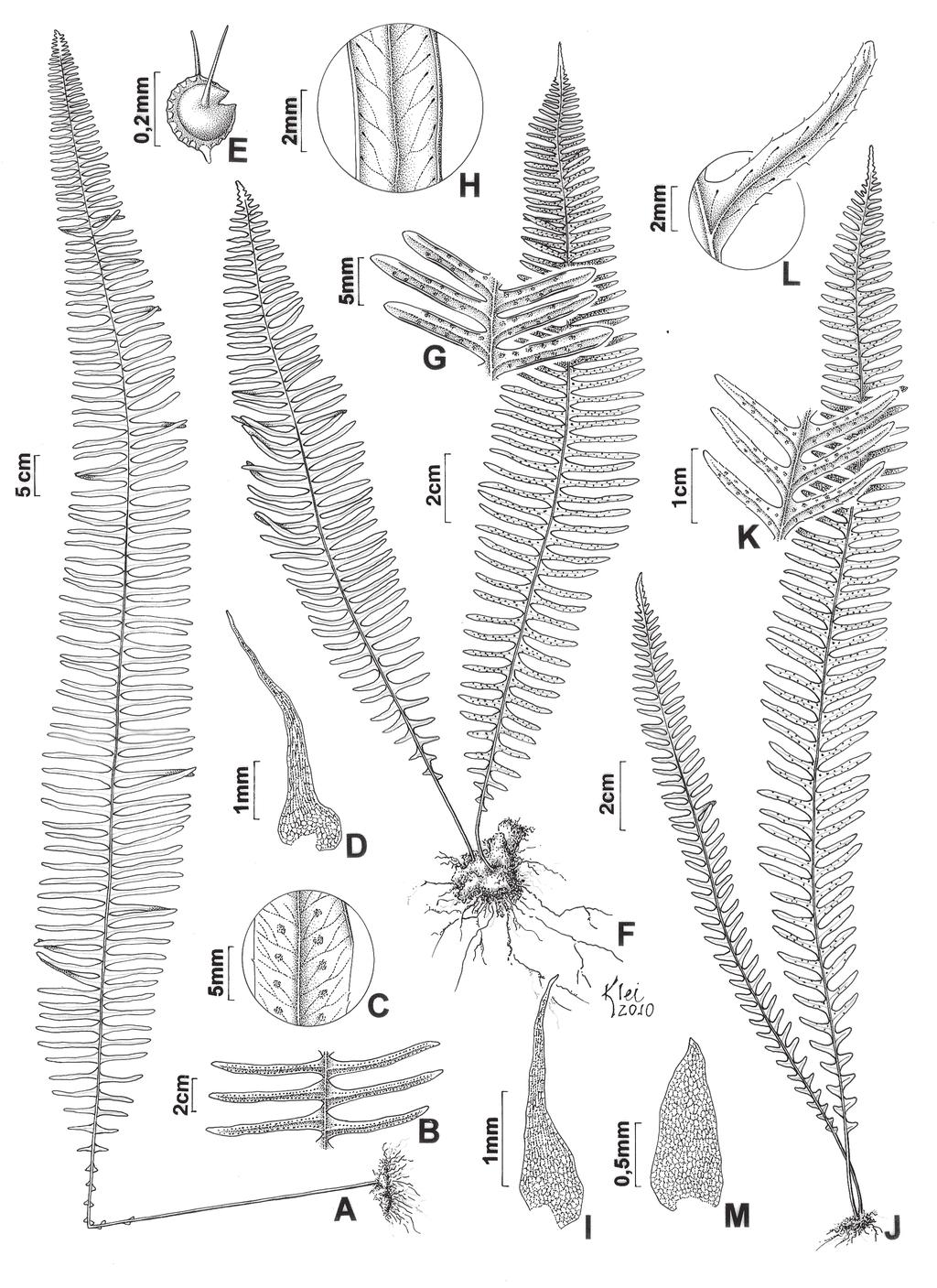 Prado et al.: Grammitidaceae e Polypodiaceae do PEFI 453 Figura 1. A-E. Pecluma paradiseae (Handro 258). A. Hábito. B. Detalhe dos segmentos abaxialmente. C.