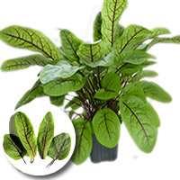 SORREL(Substituto natural de sal) A Sorrel é também conhecida como erva azeda. É uma planta com 60 cm de altura com caules e folhas comestíveis e suculento.