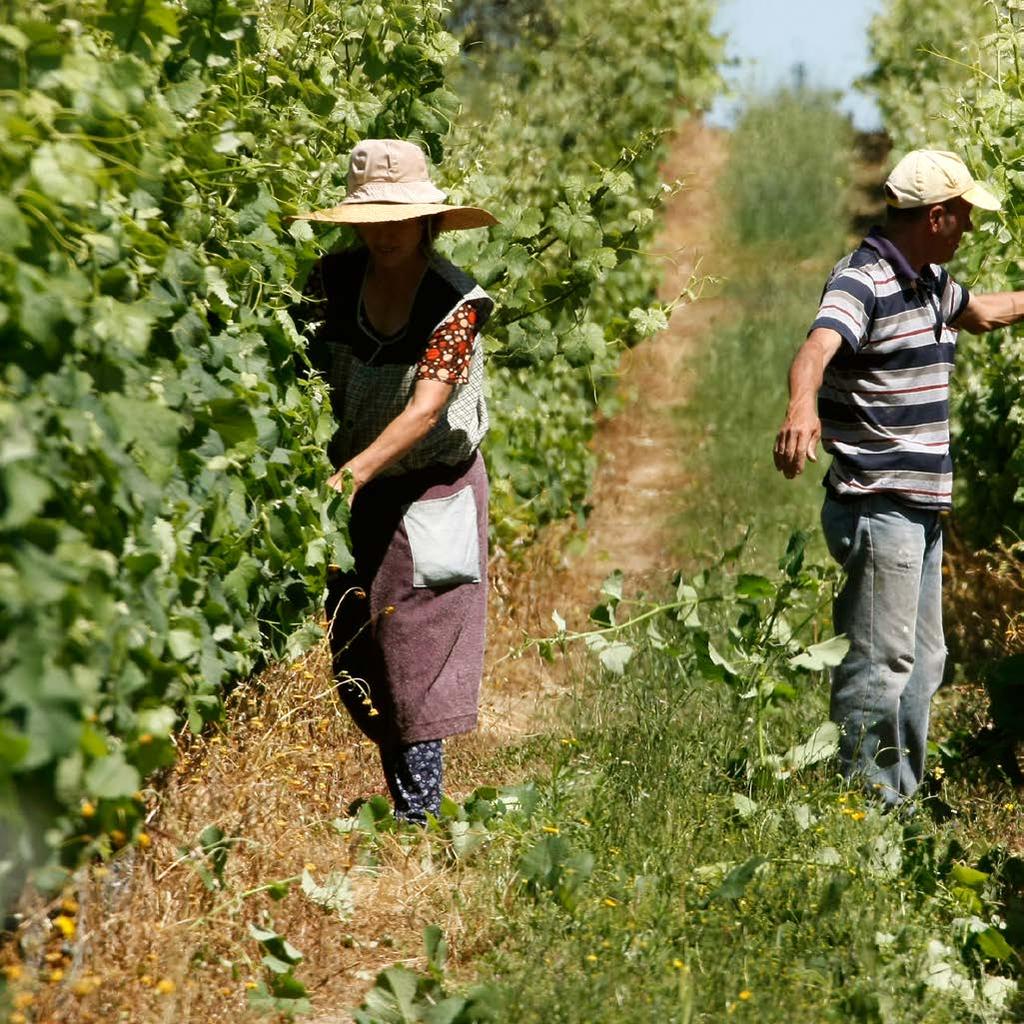 O Trabalho de Equipa é essencial para a criação de um vinho de excelência!