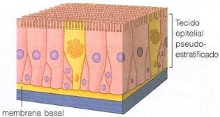 17 18 Classificação do 1. Número de camadas Simples ou Monoestratificado Todas as células do epitélio se prendem à membrana basal Classificação do 1.