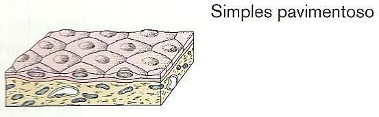similares) Cilíndricas/Prismáticas/Colunares (altura maior que largura) Transição (urotélio) É um epitélio estratificado!