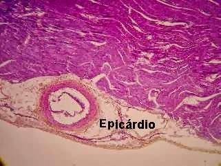 Revestimento epitelial das paredes de cavidades