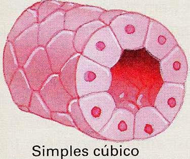 epitélio simples cúbico: túbulos