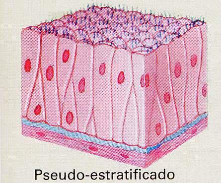 epitélio pseudoestratificado: