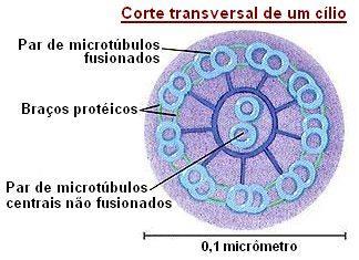 ESPECIALIZAÇÕES