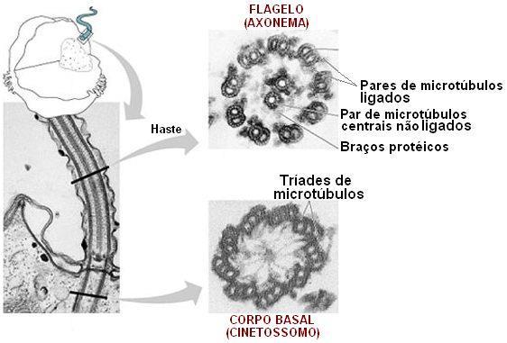 E FLAGELOS -