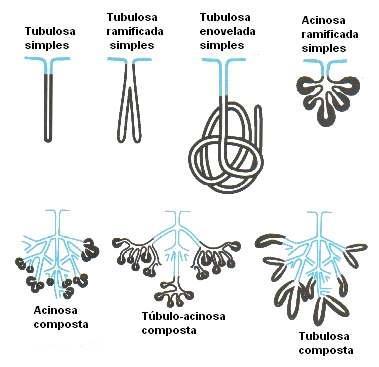 Quanto à forma da porção secretora: 1. tubulosa: porção secretora tubular. Ex.: glândula da mucosa estomacal. 2. acinosa ou alveolar: porção secretora arredondada. Ex.: glândulas sebáceas. 3.