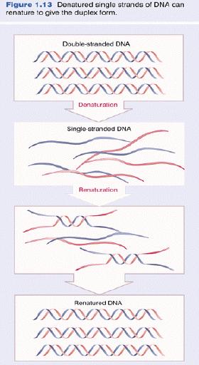 Denaturação e renaturação do DNA Denaturação (ou melting ): alta temperatura, alto