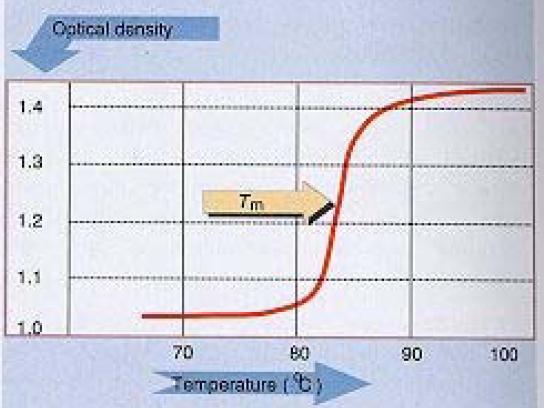Temperatura de fusão (Tm) Denaturação do DNA pode ser seguida pelo aumento da densidade optica e é denominada de temperatura de fusão ou