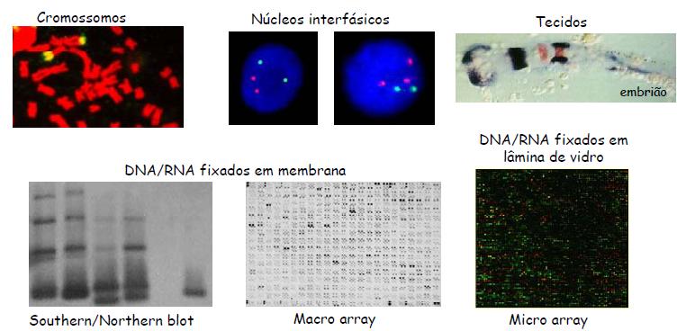 Hibridação de ácidos nucleicos Método para