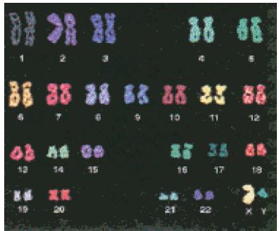 Hibridação cromossômica Sondas