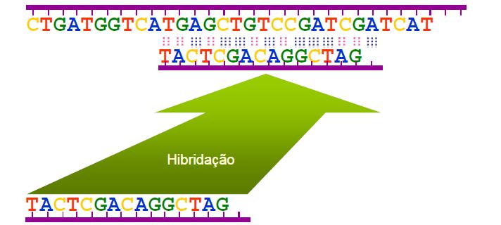 Hibridação de ácidos nucleicos Pareamento complementar de bases