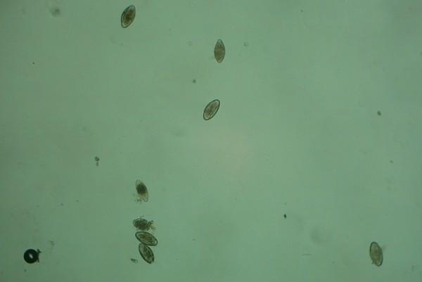 13 Figura 3: Ovos de Oxyuris equi com aumento de 10x. (Fonte: Luciano Avancini) 2.1.1.4 Trichuris sp é um parasita que pode infectar ruminantes, entretanto raramente promovem doenças intestinal.