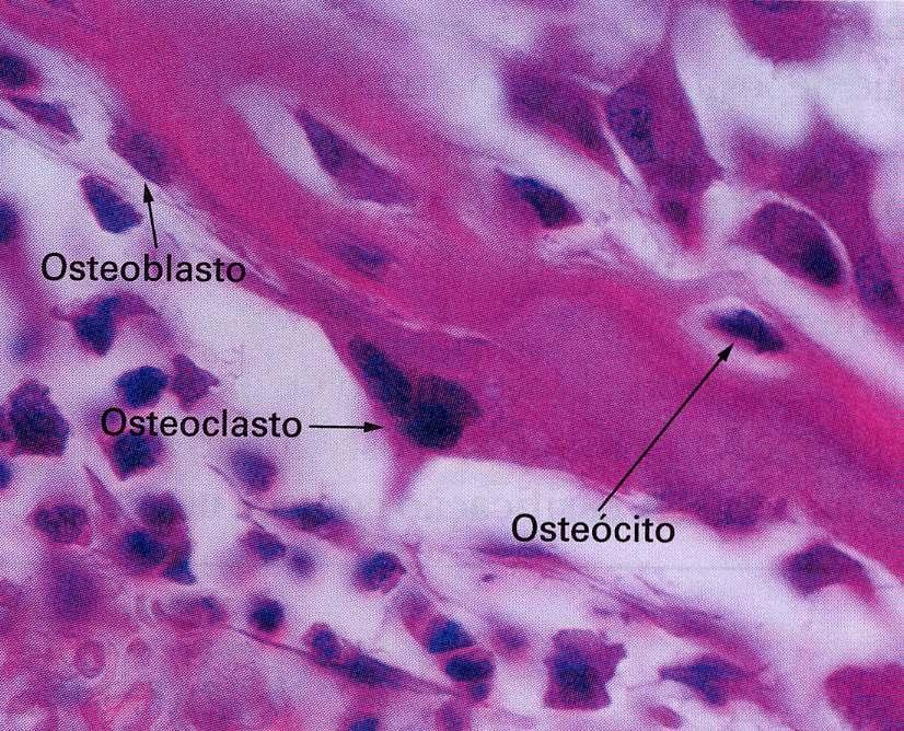 Osteoclastos: originam-se da fusão de vários monócitos do sangue, estando relacionadas