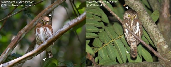 Caburé-miudinho (Glaucidium minutissimum) x Caburé (Glaucidium brasilianum) Ambas espécies possuem coloração variada, com formas marrom-acinzentada, marrom e ferrugínea.