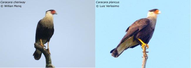 deiroleucus não possui o peito ruivo, diferenciando-se do F. rufigularis principalmente pelos tarsos e dedos possantes, colete preto com fundo sujo, e pelas estrias peitorais escuras.