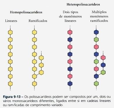 8 a) Amido - Polissacarídeo de reserva dos vegetais - Dois tipos de polímeros de glicose Amilose cadeira não ramificada de D-glicose conectadas