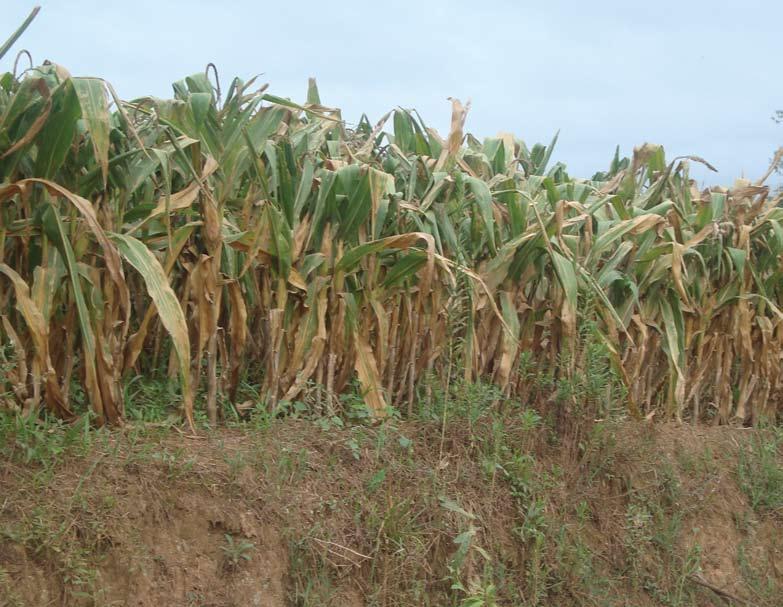 Aspecto de lavoura de milho cultivado em sistema convencional, Irineópolis, 1ª quinzena de março de 2009 nômico positivo de quase 3,5 mil kg/ha (ver Gráfico 1).