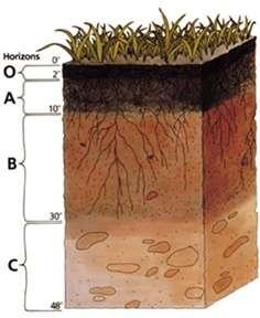 As camadas do solo Horizonte O: camada orgânica superficial; Horizonte A: formado de fragmentos de rocha, matéria orgânica e húmus; Horizonte B: camada mineral pobre em matéria orgânica,