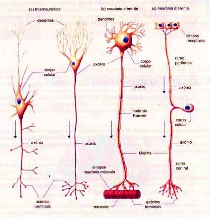 Neurônios motores ou efetuadores (eferentes): levam os impulsos do SN ao resto do corpo -