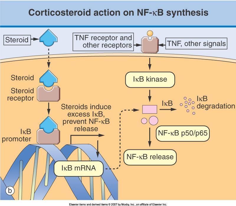 Corticosteróides Mecanismos de ação: - redução significativa no número de linfócitos como resultado da redistribuição nos tecidos linfóides.