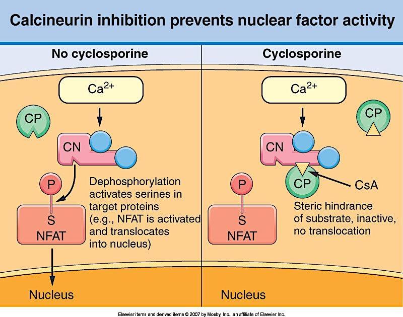 Ciclosporina Complexo ativo ciclosporina ciclofilina (proteína receptora citoplasmática) liga-se à calcineurina (serina-treonina fosfatase ativada pelo cálcio) e inibe a expressão de vários factores