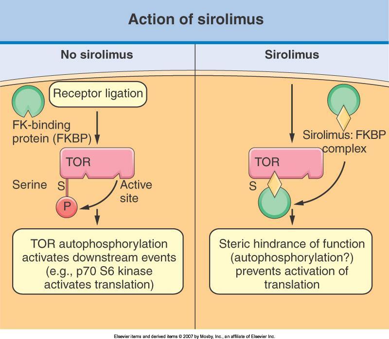 Sirolimus Rapidamente absorvido em 1-2 h. A biodisponibilidade é de aproximadamente 14%. A principal via de excreção parece ser as fezes, com apenas 2,2% excretada na urina.