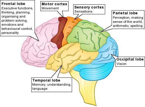 Factos sobre o cérebro: tempo de processamento Falar: 125-150 palavras por minuto Ouvir: 125-250 palavras por minuto (150-160 para livros áudio)