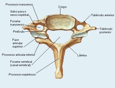 19 A sétima vértebra cervical é conhecida como vértebra proeminente, pois seu processo espinhoso é longo e não bifurcado (CURTY et. al., 2001, FILHO, 2004 e RUBINSTEIN, s/d).