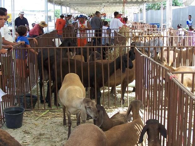 20/04/2016 Fecapa reunirá criadores de caprinos e ovinos e produtores de mel em PE 10ª Fecapa acontece entre 21 e 24 de abril em Parnamirim.