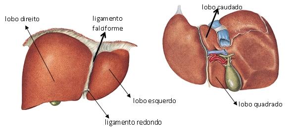 Fígado O duodeno também secreta várias enzimas digestivas que agem nesta região, são elas: Maltase: Enzima que digere maltose, transformando-a em glicose.