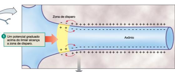 K ESTÍMULO Potencial ação = 100 mv A transição abrupta de cargas durante a despolarização é denominada POTENCIAL DE AÇÃO e varia de -70mV para 30mV O limiar de