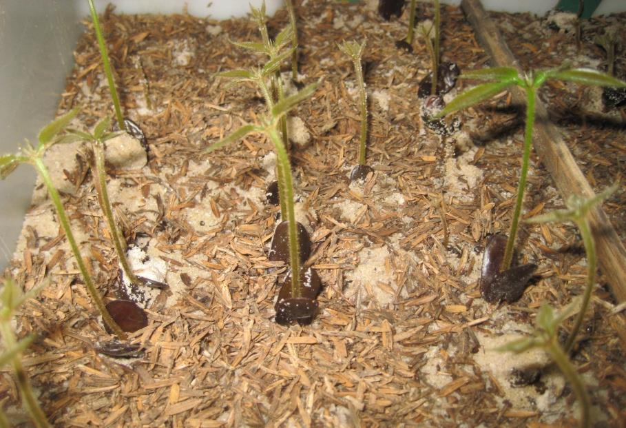 COBERTURA DE SEMEADURA Objetivos do uso de cobertura de semeio: Favorecer a germinação (regular a temperatura e umidade do substrato). Limitar ou impedir o deslocamento da semente.