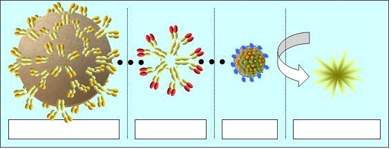 BIO-FLASH Rubella IgM 3000-8560 50 testes BIO-FLASH Rubella IgM é um ensaio imunológico quimiluminescente de dois passos totalmente automatizado para a determinação qualitativa de anticorpos IgM