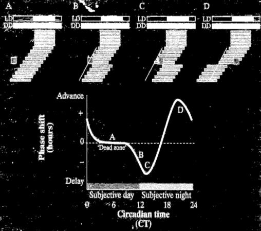a) b) Figura 1. Curva de resposta dependente de fase (CRdF) em animal noturno e avanço de fase produzido por pulso de luz em humanos.